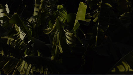 poste - video arte - tiago bettencourt